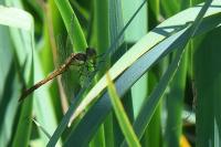 Sympetrum striolatum