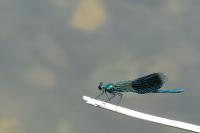 Calopteryx splendens