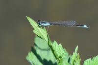 Ischnura elegans