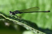 Ischnura elegans