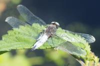 Libellula fulva