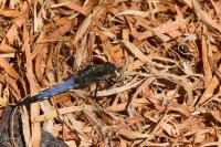 Orthetrum cancellatum