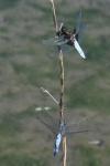 Libellula depressa