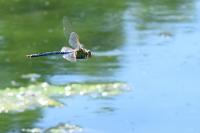 Anax imperator