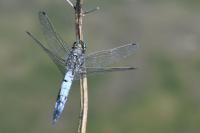 Orthetrum cancellatum