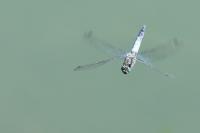 Orthetrum cancellatum