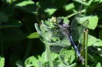 Orthetrum cancellatum