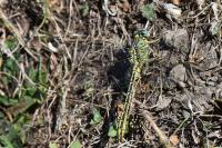 Gomphus pulchellus