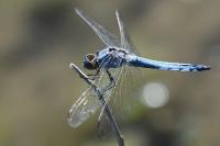 Orthetrum brunneum