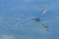 Orthetrum cancellatum