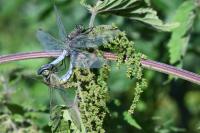 Orthetrum cancellatum