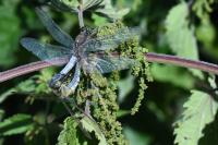 Orthetrum cancellatum