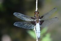 Libellula depressa
