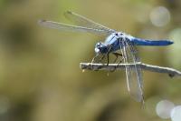 Orthetrum brunneum