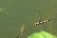 Orthetrum cancellatum