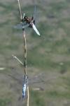 Libellula depressa