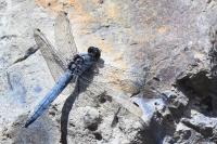 Orthetrum brunneum