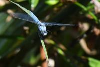 Orthetrum brunneum