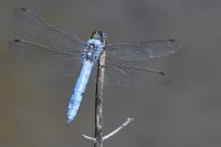 Orthetrum brunneum
