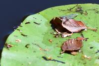 Erythromma viridulum