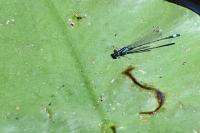 Ischnura elegans