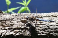 Orthetrum coerulescens