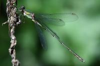 Chalcolestes viridis