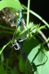 Ischnura elegans