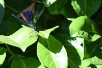 Calopteryx splendens