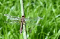 Crocothemis erythraea
