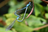 Enallagma cyathigerum
