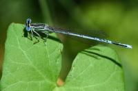 Platycnemis pennipes