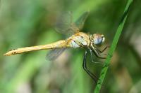 Sympetrum fonscolombii