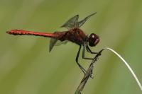 Sympetrum sanguineum