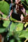 Enallagma cyathigerum