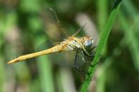 Sympetrum fonscolombii