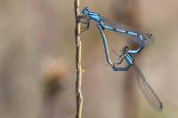 Enallagma cyathigerum