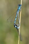 Enallagma cyathigerum