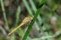 Sympetrum fonscolombii