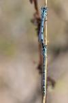Enallagma cyathigerum