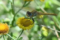 Sympetrum fonscolombii