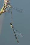 Chalcolestes viridis
