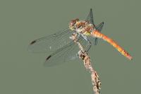 Sympetrum striolatum