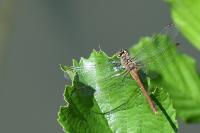Sympetrum sanguineum