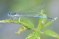 Platycnemis pennipes