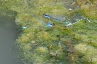 Erythromma viridulum