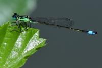 Ischnura elegans