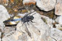 Orthetrum cancellatum