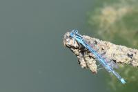 Erythromma lindenii