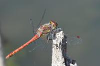 Sympetrum striolatum